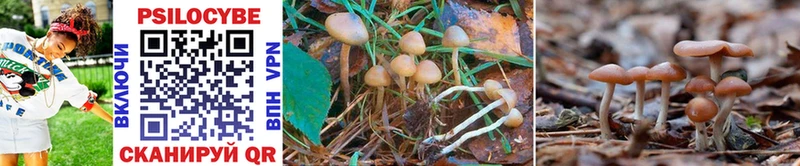 где купить наркоту  Лермонтов  Галлюциногенные грибы Psilocybe 